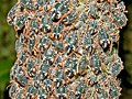 Pterocomma salicis